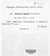 Uromyces alpestris image